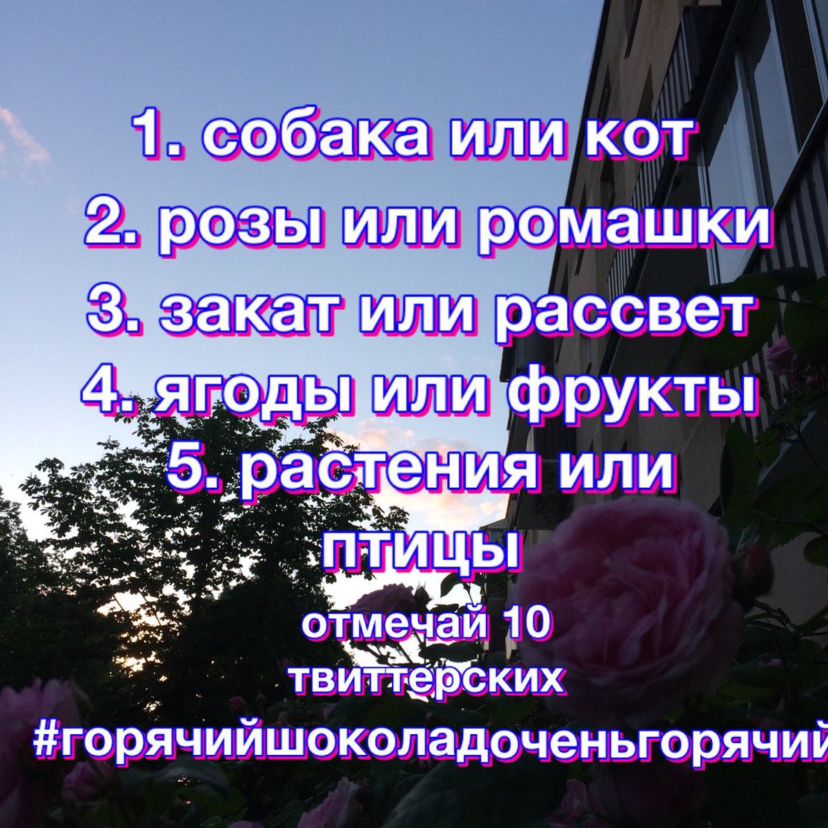exwestern's tweet photo. кот
розы
закат 
фрукты
растения 
#горячийшоколадоченьгорячий https://t.co/NFMqUVwcCq