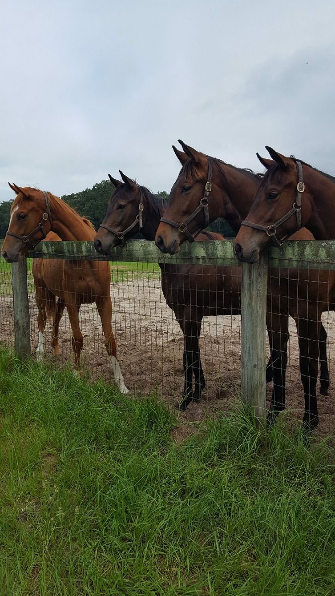 IrishEyesStable's tweet photo. Our yearling girls looking to get fed. https://t.co/4ZchE3GXoR