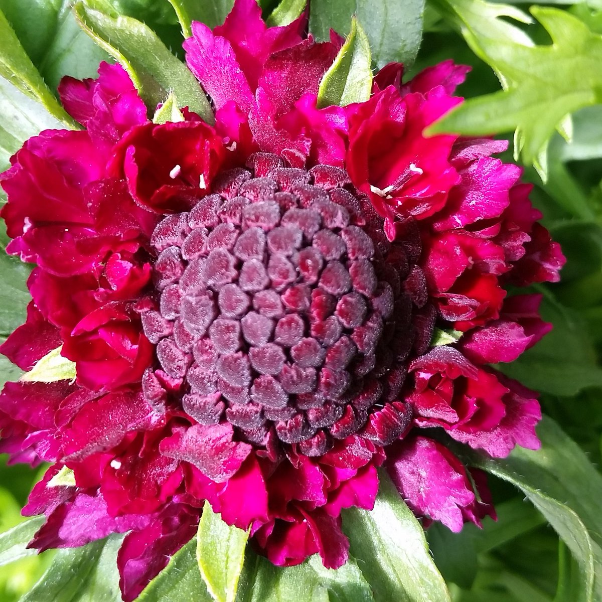 On #rainydays, looking at beautiful #flowers such as Scabiosa 'Blueberry' can #turnyourfrownupsidedown😊

#seattle #fremont #buylocal