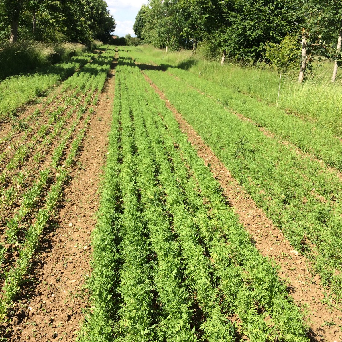 Hodmedods's tweet photo. The #organic lentil trials at Wakelyns Agroforestry are looking superb. We're trying 3 new varieties at various seed rates. #lovepulses https://t.co/v9BxZKeS0i