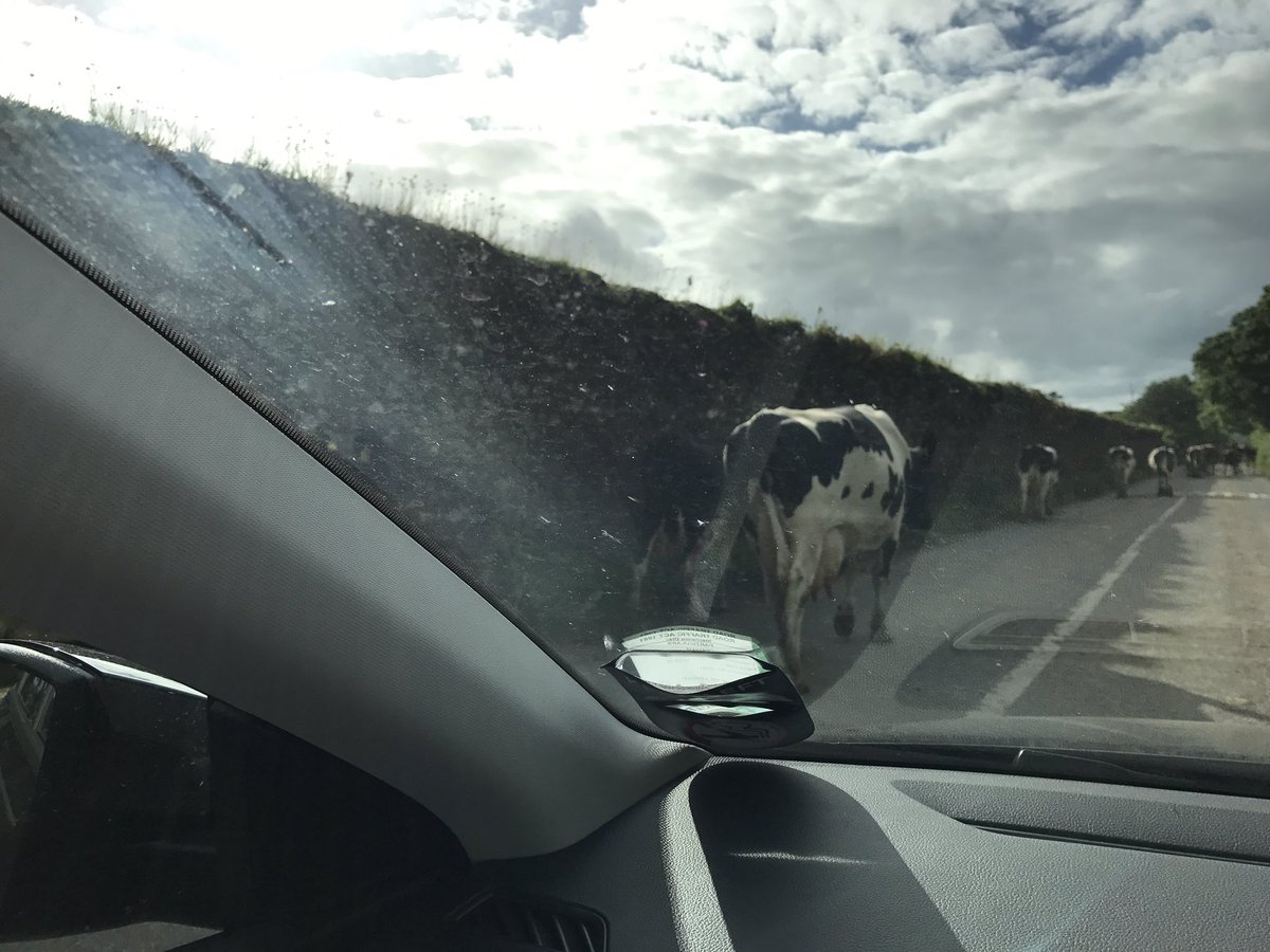 drinksfusion's tweet photo. Unexpected guests gatecrashing our event with @rocketfoodltd giving us a true Irish countryside moment https://t.co/5nRuDdL4Ka