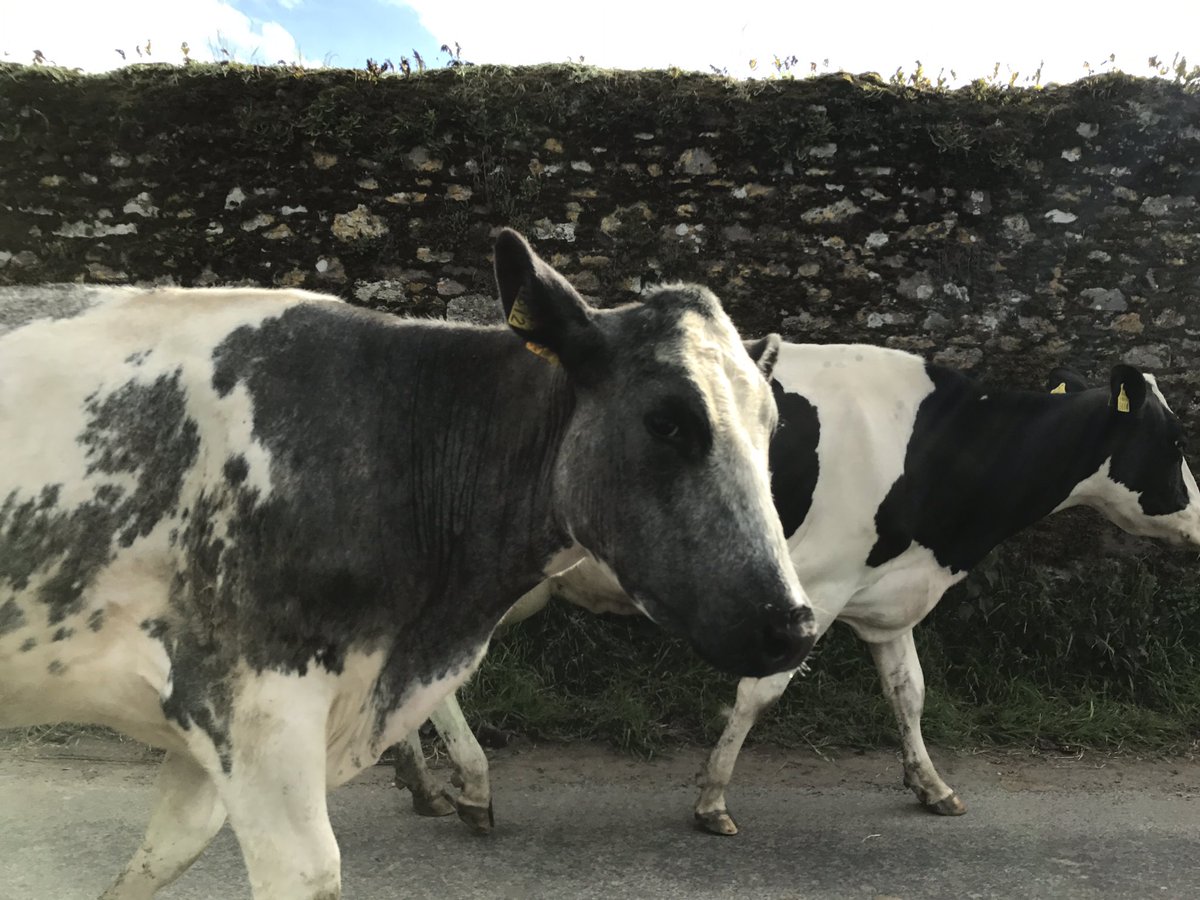 drinksfusion's tweet photo. Unexpected guests gatecrashing our event with @rocketfoodltd giving us a true Irish countryside moment https://t.co/5nRuDdL4Ka