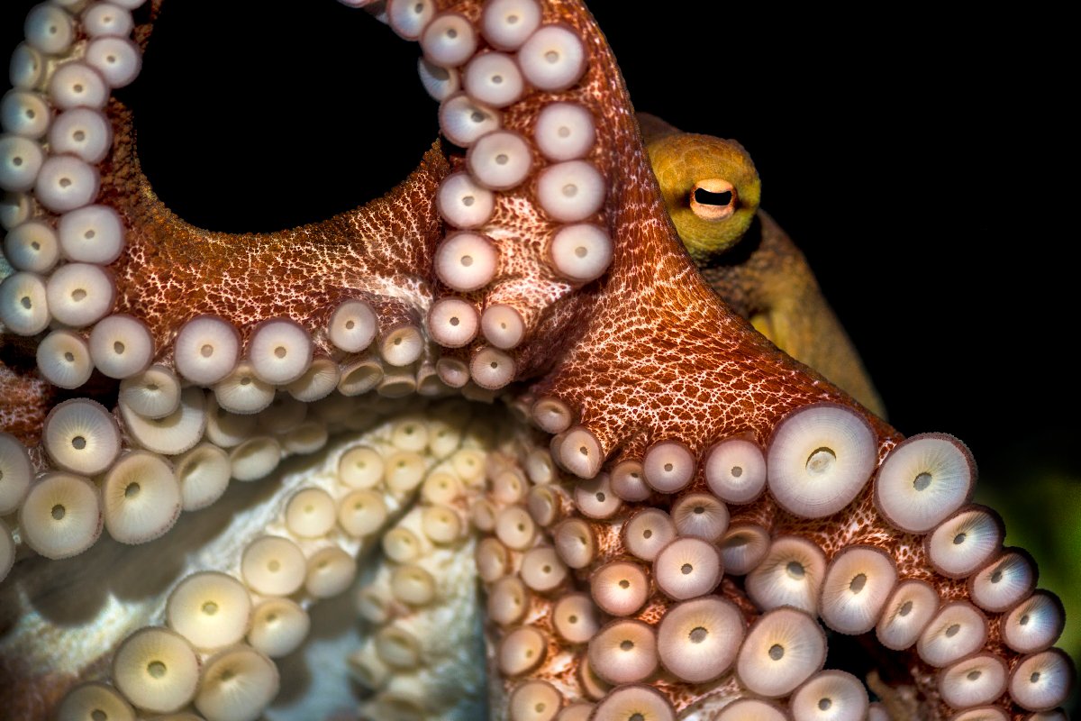 MontereyAq's tweet image. Stick around...#CephalopodWeek starts tomorrow!