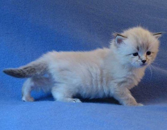 lagatabeth's tweet photo. #tbt to baby me @SeacliffeCats #smol #tinytail #howivegrown #25daysold #kitten #gatita #Beth #notthen #iggy #gato #CatsOfTwitter #siberian https://t.co/8j9Ck1KDpx