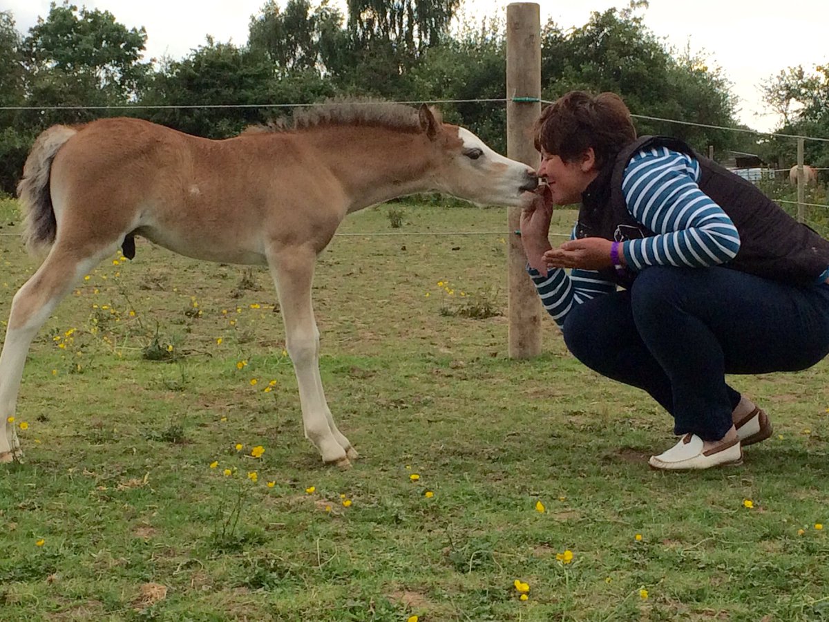 Forelockbooks's tweet photo. Love at first sight πππ#ponyhour #ponyclub #welshSectionA #books #ponies #foal #children #equestrian #family @HelloTodhpurs @shetlandbook https://t.co/Iuf8OdkV0H