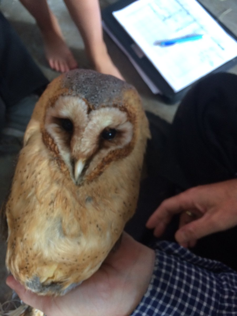 beekhoeve's tweet photo. Wow, wat leuk #uilen kast is bewoont, nest met 4 jongen en nog 4 eieren kom kijken #opendag 17 en 18 juni #lekkernaardeboer https://t.co/KzSvDtbTSi