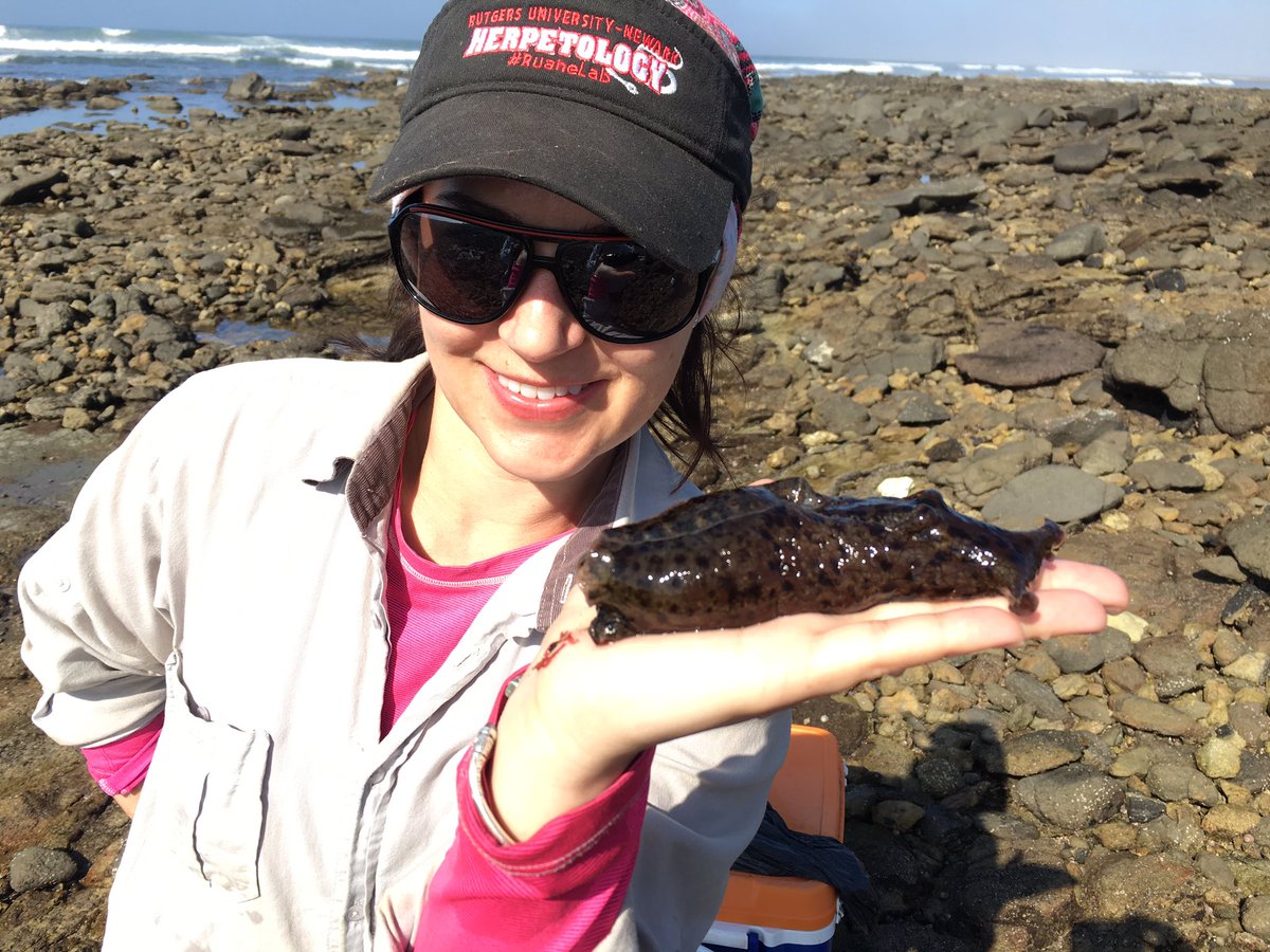 IslandsSeas's tweet photo. @Sara_and_Snakes  Herp posing with Sea Hare #islandsandseas2017 #seahare #tidepools #biology #fieldstation #fieldcourse https://t.co/5EX3NHL0yj