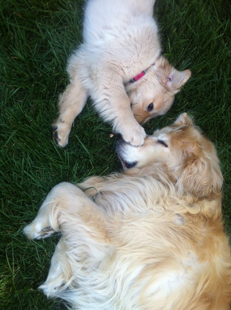 barkbox's tweet photo. If you need some good news today here is BOB getting booped by a baby BOB. https://t.co/NgqKJFA7he