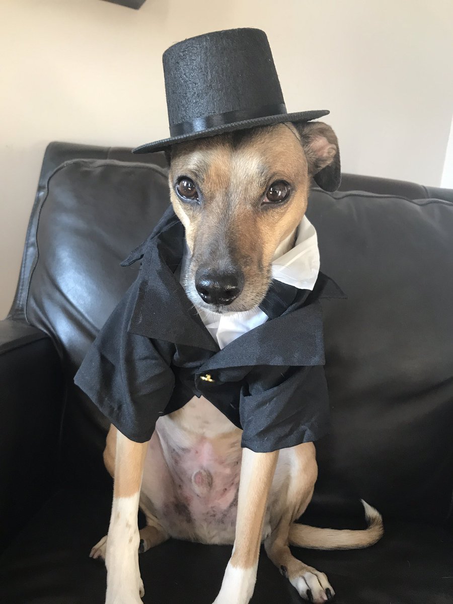wills_melton's tweet image. Well at least my dog's #tux arrived. @CombatGent