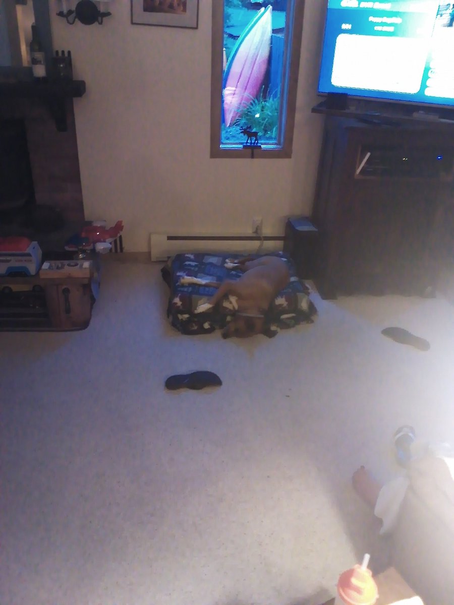 ObRyeli's tweet image. Guys, this is the dog I sing Dear Theodosia to at night. Sleep well snuggle bug. @Lin_Manuel (why'd she steal my blanket?(