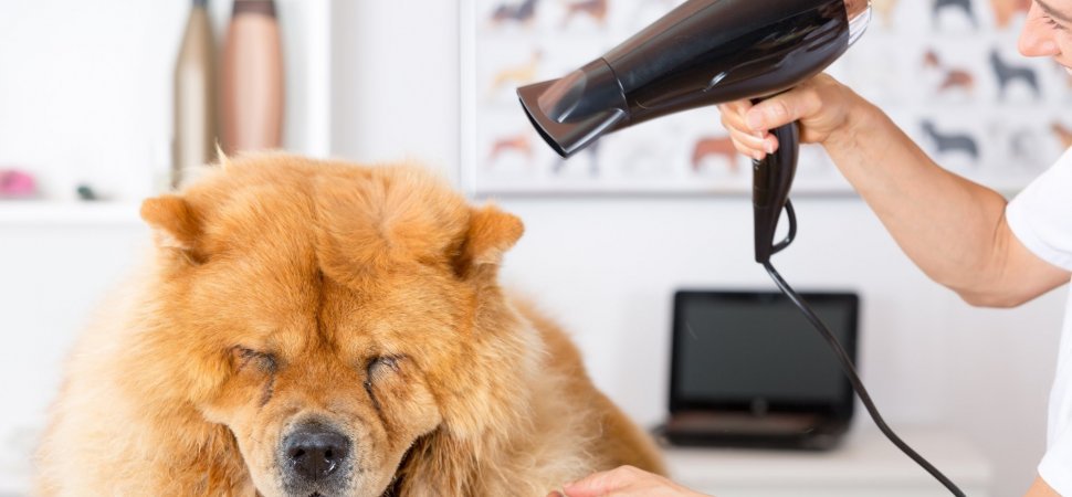 doggopuplife's tweet photo. 6 Coolest Dog Salons (You'll Have to See to Believe) https://t.co/BL8OK0FqmR #DogSalons https://t.co/rMu8j4sxWh