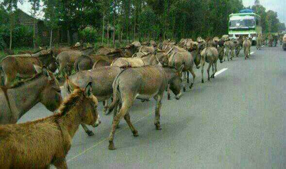 sür eşeği silivriye