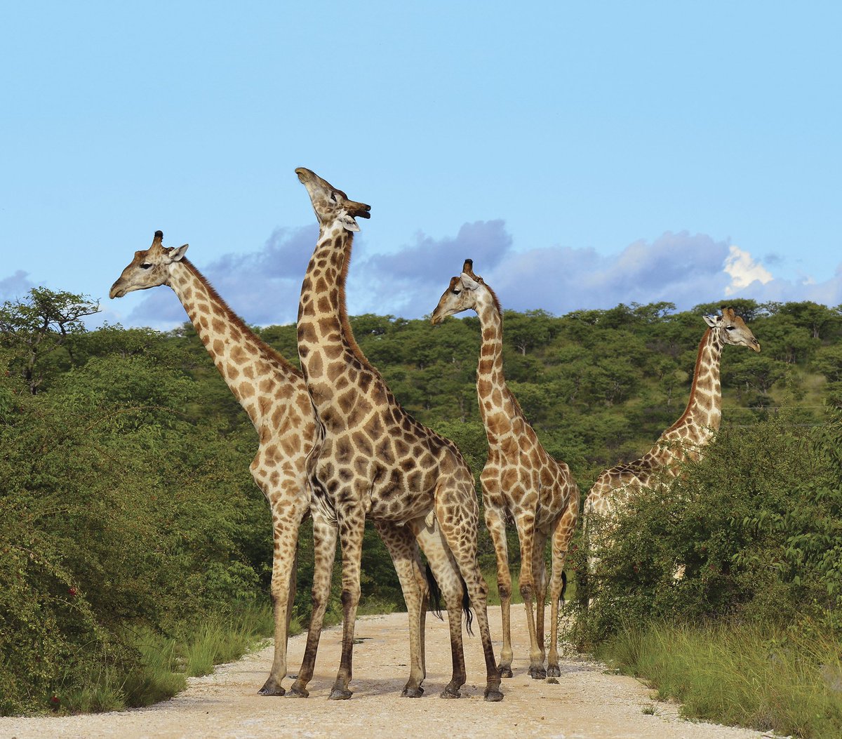 HWCaboolture's tweet photo. Africa is calling! Let @Intrepid_Travel take you there! https://t.co/gTkFUfIeic