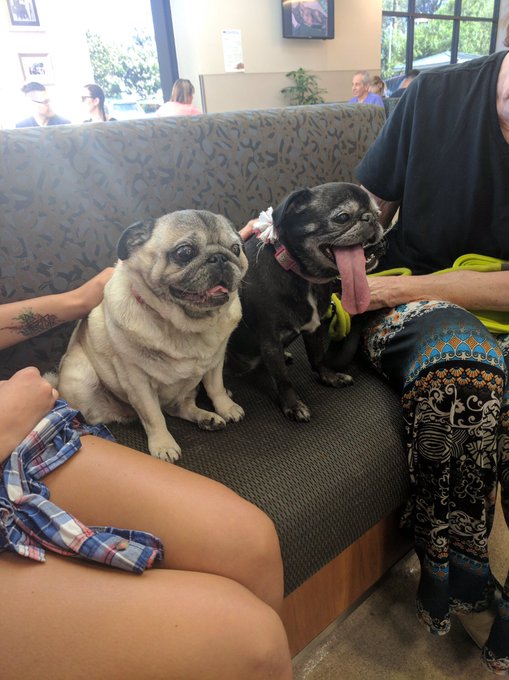 Wooof at how cute these girlies are!???❤️ dis is Betty Boop & China https://t.co/z8odJ5OVgJ