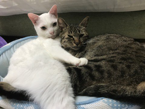 ねこかますのtwitterイラスト検索結果 古い順