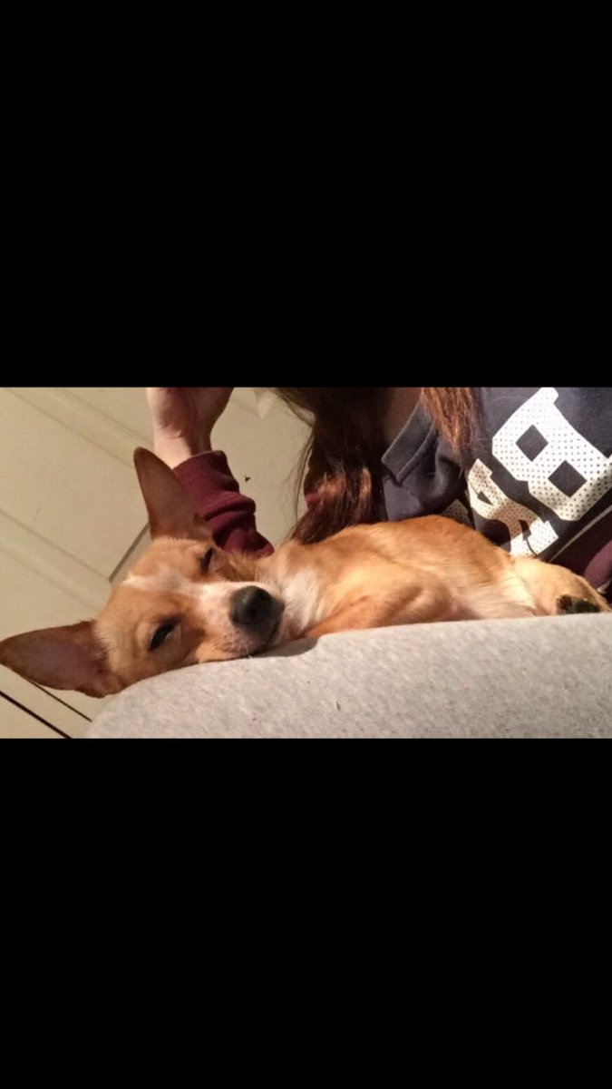 My chihuahua is the cutest 👍🏻