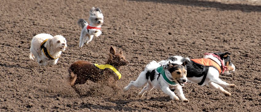 sonomafair's tweet image. Enter your pup in the #DerbyDogDash; it offers all the competition &amp;amp; pageantry of #HorseRacing on a smaller scale. buff.ly/2rbpkpd