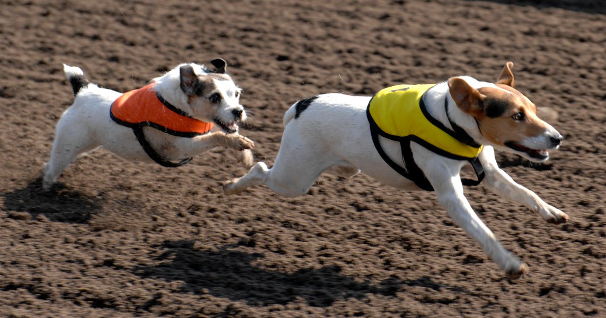 sonomafair's tweet image. Enter your pup in the #DerbyDogDash; it offers all the competition &amp;amp; pageantry of #HorseRacing on a smaller scale. buff.ly/2rbpkpd