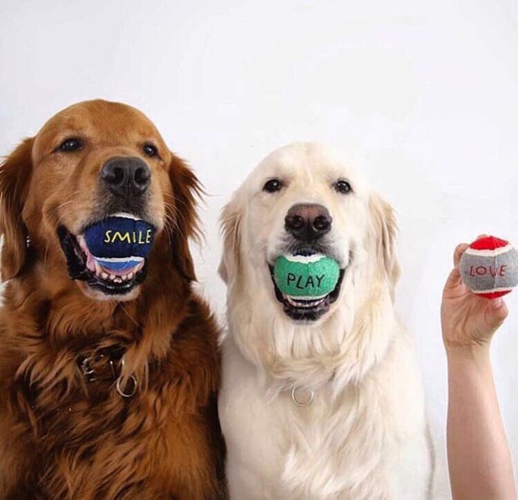 raymacaricatura's tweet photo. El que tiene la saña de matar a un perro con esa maldad es porque nunca ha vivido la lealtad ,el cariño y la compañía de esos seres nobles https://t.co/oVImlzAY3S