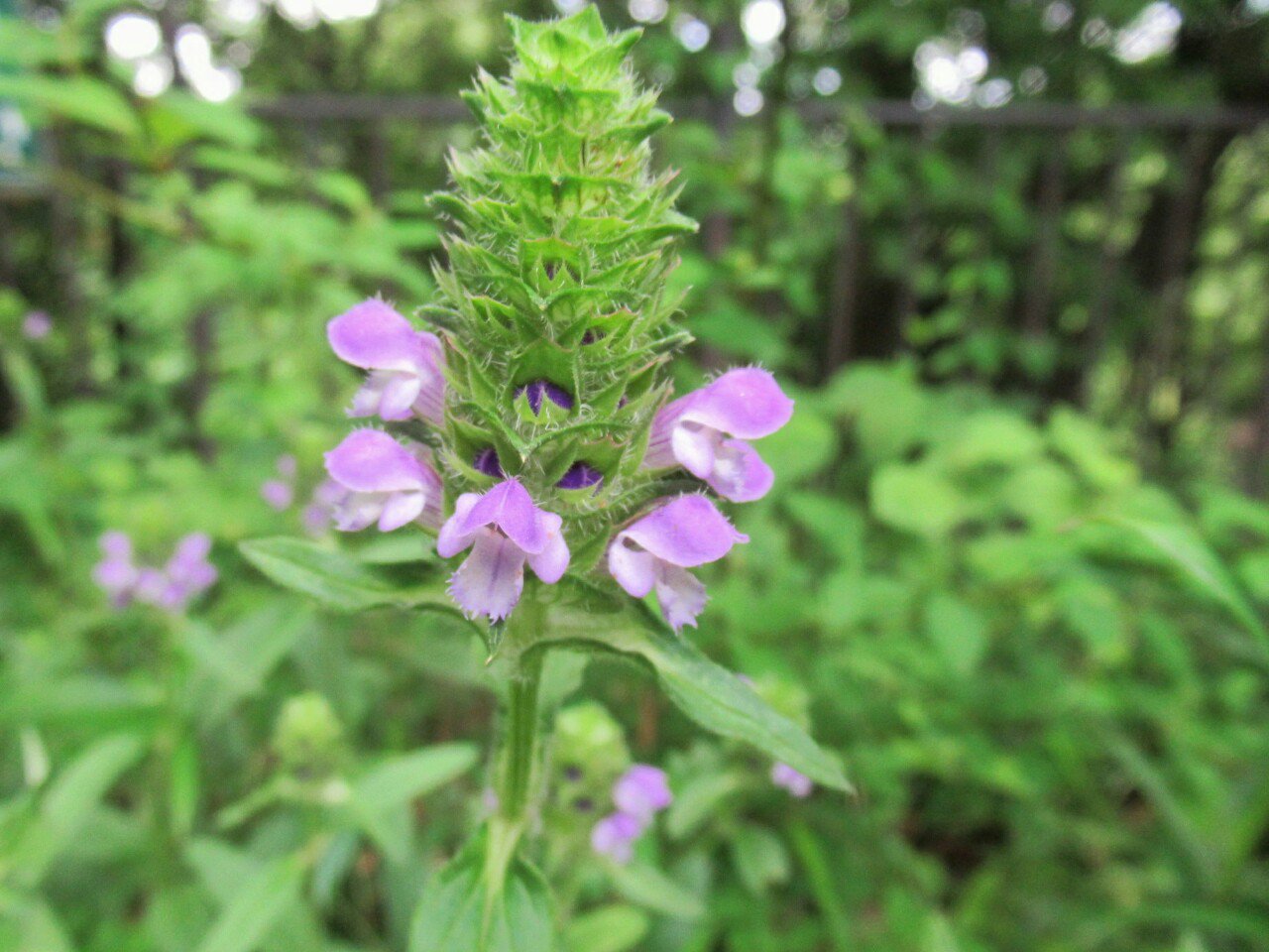 雑草図鑑 準備中 412 ウツボグサ シソ科 欧州 アジア 日本に分布 別名セルフヒール 洋の東西を問わず薬草として使われた 太くて短めの花穂に紫の花をいくつもつける ８月には立ち枯れるので中国名は 夏枯草という 花 野草 夏の花 ハーブ