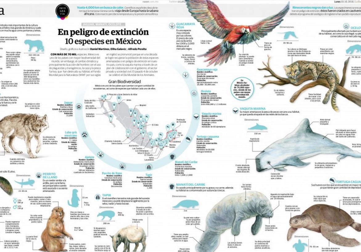 VisualoopBR's tweet photo. Espécies animais em vias de extinção no México | Alfredo Peralta +outros para o @LaRazon_mx https://t.co/ZtkTXYUVsx https://t.co/2WbcSCe7f1