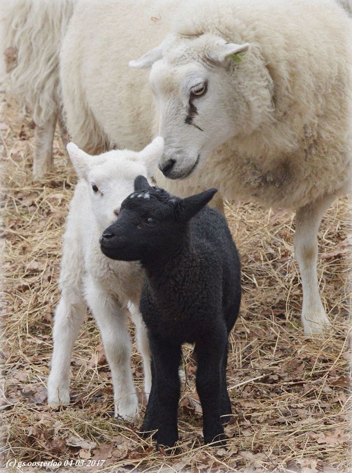 Mooiste foto van NL tweet media