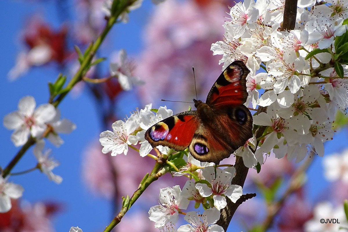 Mooiste foto van NL tweet media