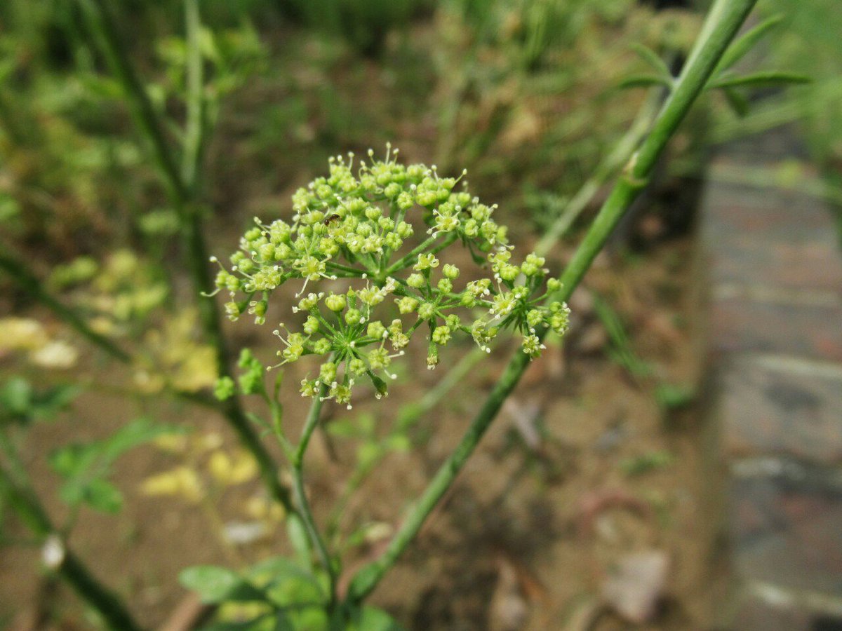 1000花 Sur Twitter 413 パセリ セリ科 地中海原産 縮れた葉が特徴の香味野菜だけれども 縮れないイタリアンパセリ や根を食べる根パセリも同一種 花 野菜 夏の花 ハーブ