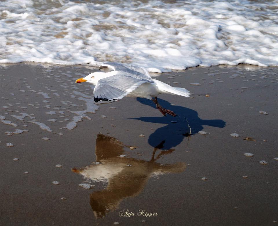 Mooiste foto van NL tweet media