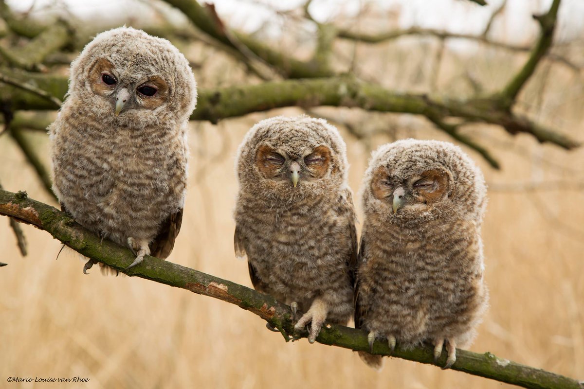 Mooiste foto van NL tweet media