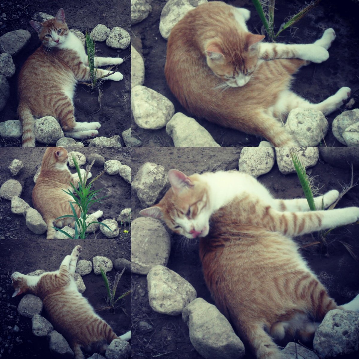 s_guerleyen's tweet photo. #GÜZEL KIYI HALA BI #MUCIZE #HAYATTA OLABILIR! #RT LTF
#yasamhakkinasaygi #sokakhayvanlari #birkapmama #ünlüler #acil #survior #cat #animals https://t.co/OeYejB18Is