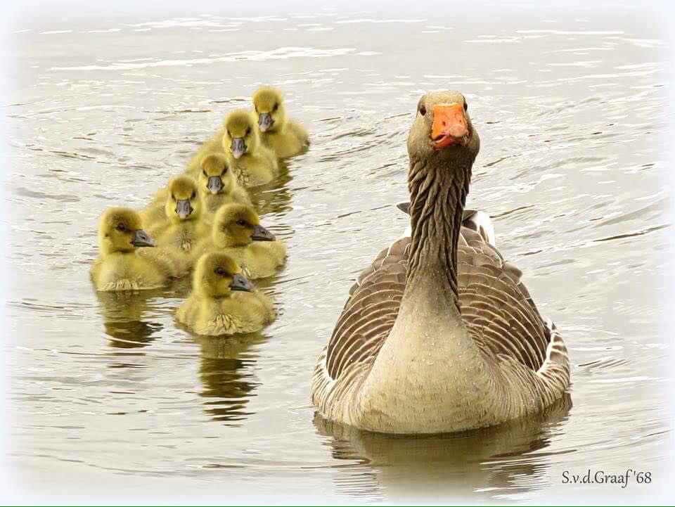 Mooiste foto van NL tweet media