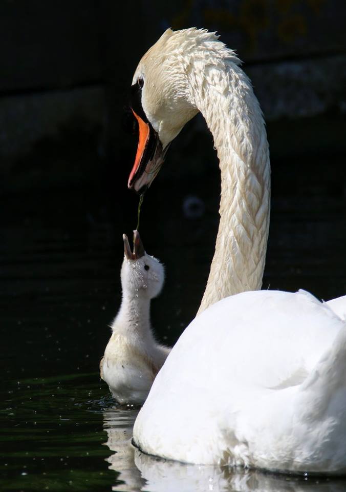 Mooiste foto van NL tweet media