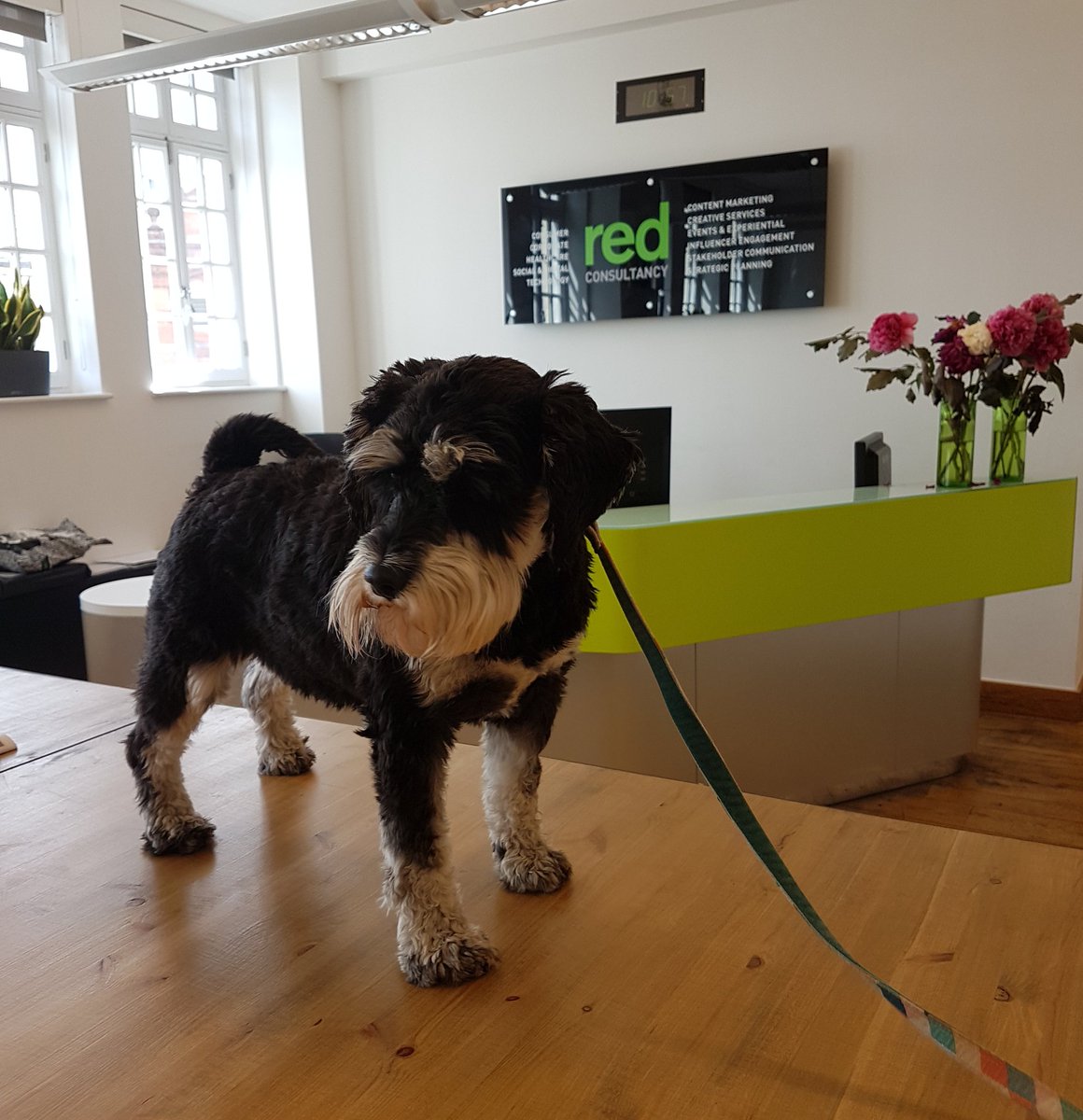LifeAtRed's tweet photo. THIS IS NOT A DRILL! We have a dog in the office! #BringYourDogToWorkDay #PetsAtWork @EmmiillyM #daisy https://t.co/y8RRX1nRc7