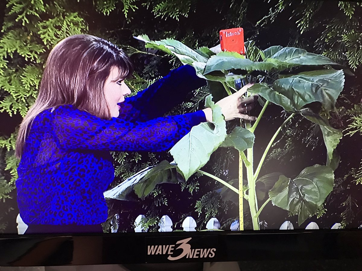 LaurenJonesNews's tweet photo. #SunflowerFriday - @ChristieDutton's sunflower is 59" tall. It grew a foot and a half in one week. https://t.co/UOiLFl9T7m