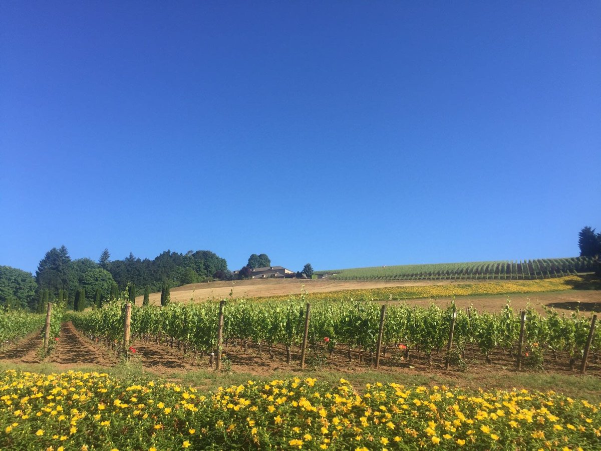 JascotsWine's tweet photo. Gorgeous day in Willamette for exploring the vines for #OPC17 @OregonPinotCamp @WillNallWine https://t.co/7JjsbCN7OZ