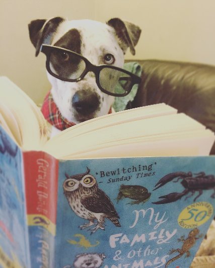 NewCollEnglish's tweet photo. Every day feels like #BringYourDogToWorkDay with pre-sixteen #collegedog #Mutly on site! https://t.co/TKl2texdaP