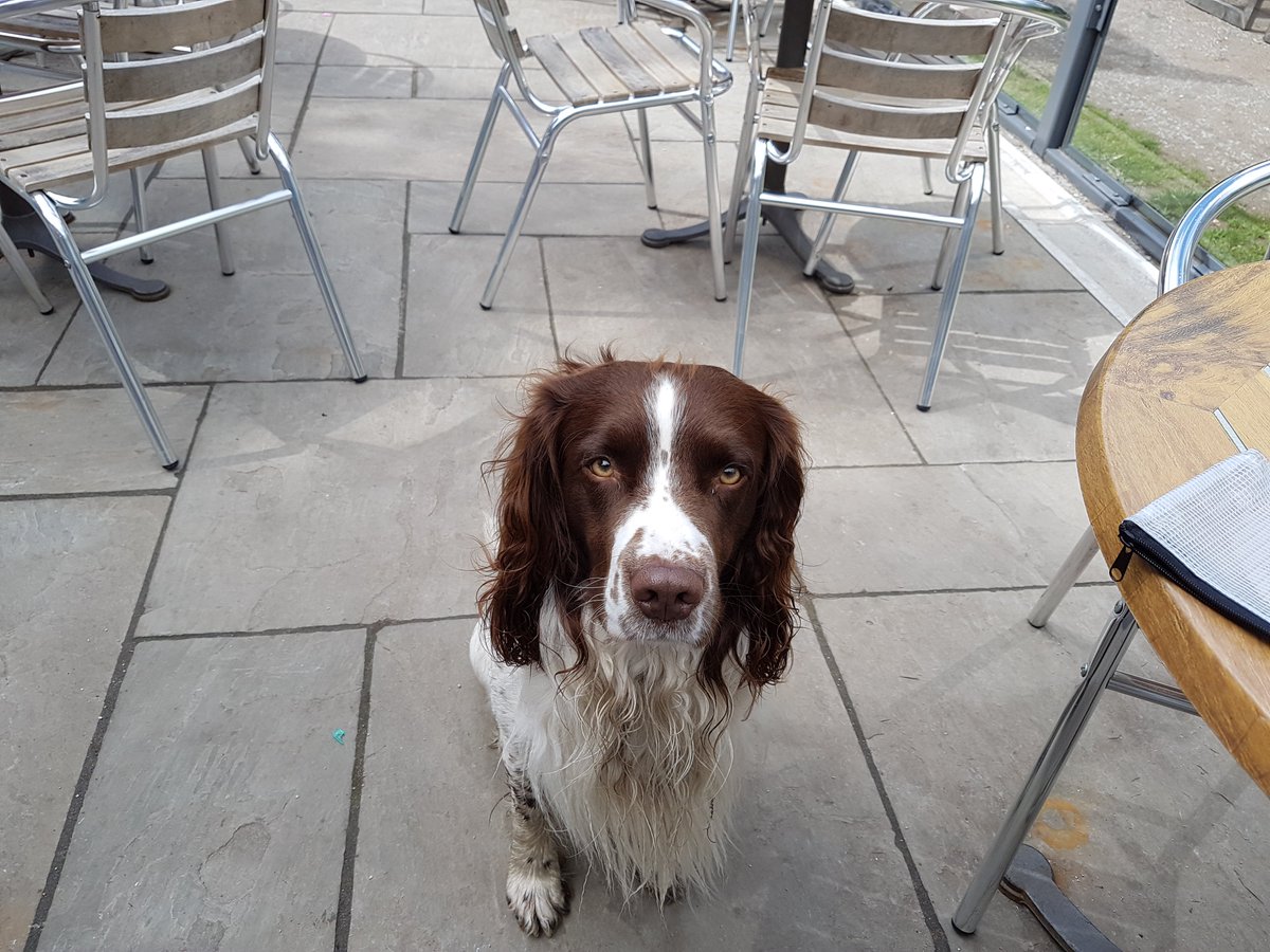 AccountancyPPL's tweet photo. Kindle the dog is waiting patiently for delivery of The Accountancy People Summer magazine. Should be with you next week  😀 https://t.co/QyEOyGqQdG