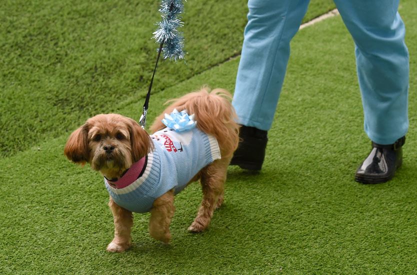 manchester city dog jersey