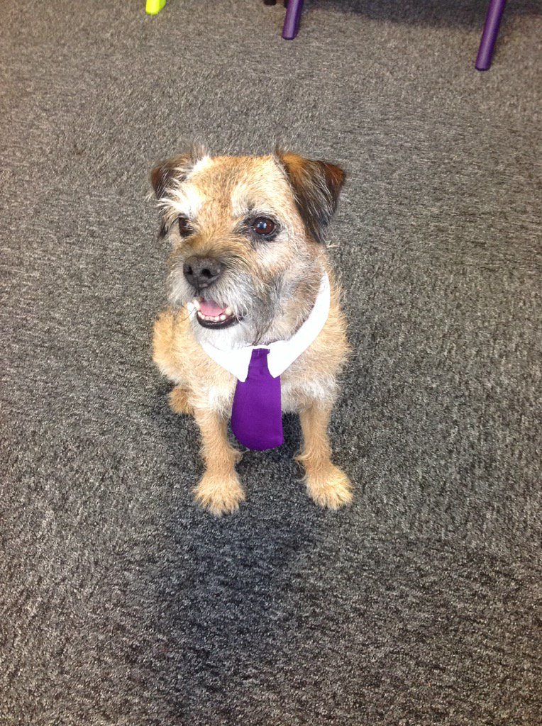 TOANWOODLANDS's tweet photo. Our therapy dog Brodie wears his official school uniform to set a good example to our students. https://t.co/IP1ts8lJSG