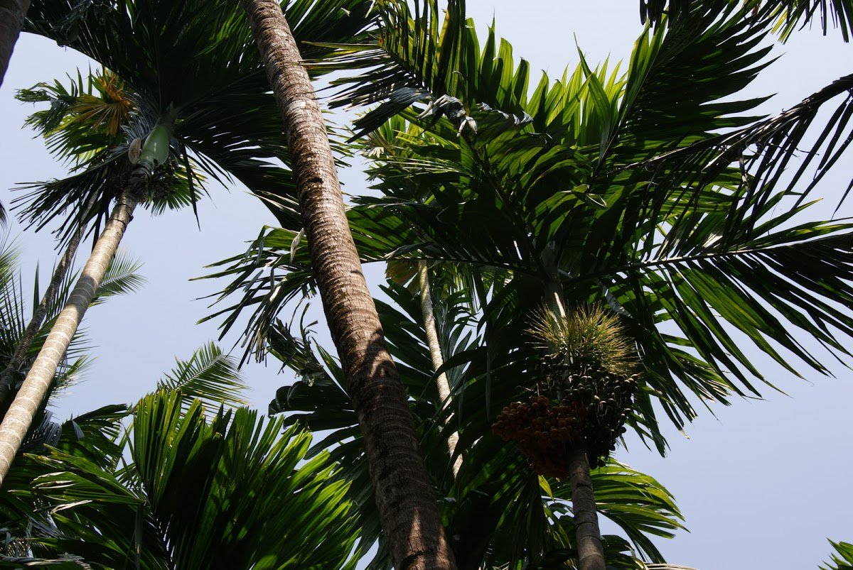 NTTextiles's tweet image. Who doesn't love palm trees? Pattern inspiration from #india for #TimelessTextiles