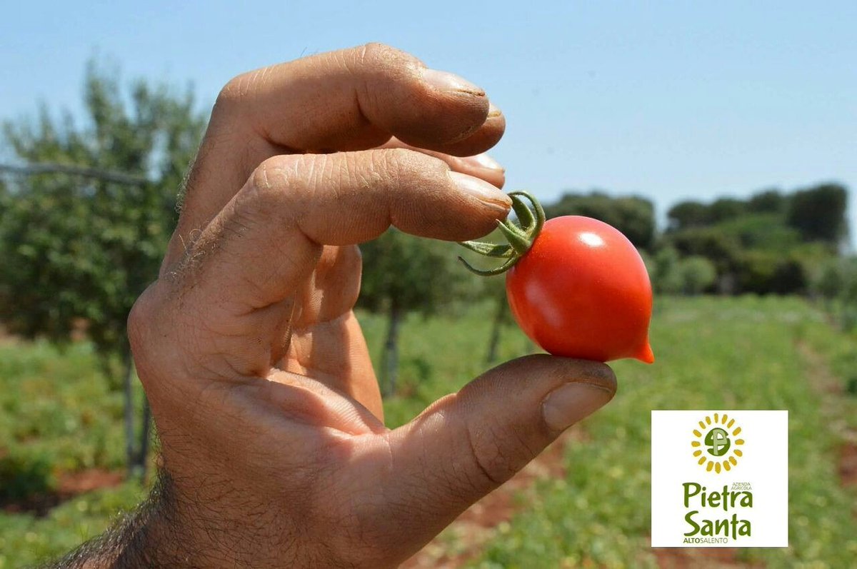 AzPietrasanta's tweet image. Stay tuned...
#pomodorofiaschetto #pomodorofiaschettoditorreguaceto 
#presidioslowfood #aziendaagricolapietrasanta #torreguaceto