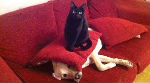 TreasuryMog's tweet photo. It's #BringYourDogToWorkDay I'm telling you now if anyone brings their dog to the Treasury then this will be happening! https://t.co/oXBCy3p6Ow