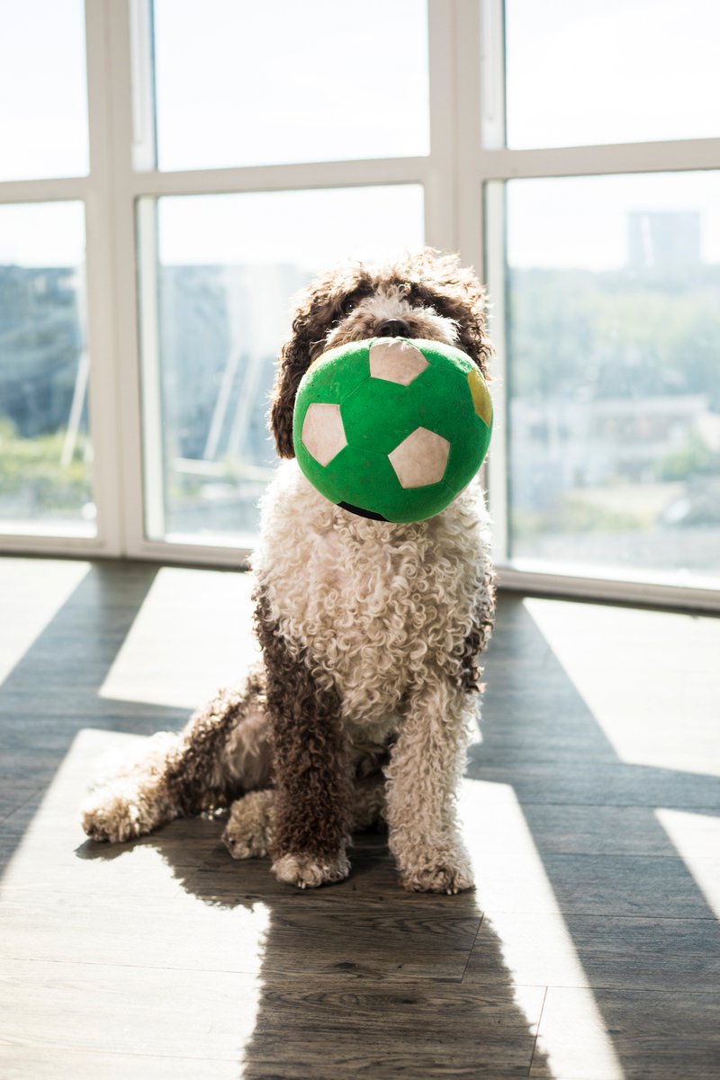 Het is Take Your Dog To Work Day! Bij Winfactor is het gelukkig elke werkdag feest voor ons &amp; Guus! #dogtoworkday #winfactor