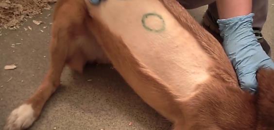 NEIN zu Tierversuchen! Fordert Bayer und Novartis dazu auf, die grausamen Versuche nicht länger zu unterstützen 👉 peta.de/Vertragslabor-…