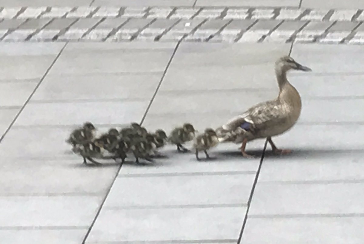 D_Bailey_DLG's tweet photo. Unusual sight this am outside our @DLGarchitects #Leeds studio #hen #badling #duck @RushbondPLC https://t.co/kZD4C6DEcp