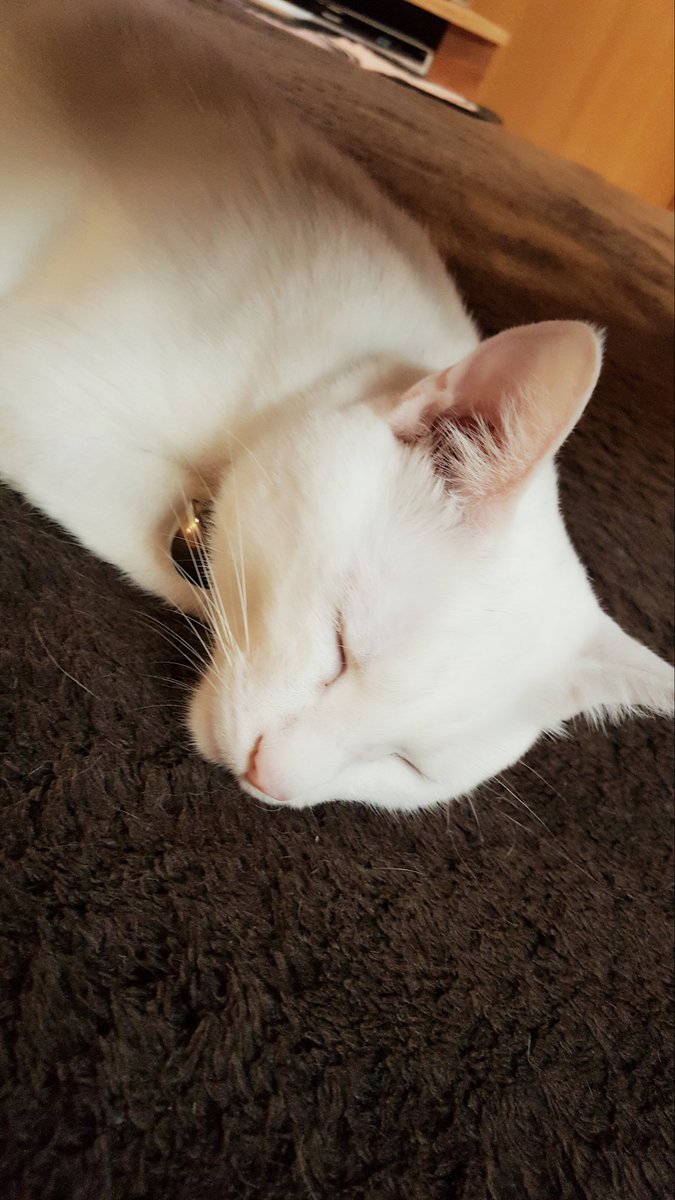 海老蔵さんの会見