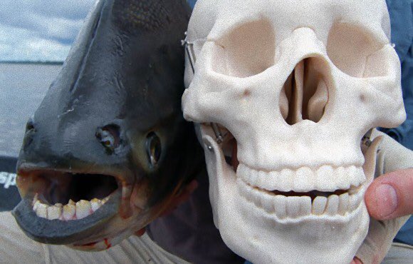 口腔戦士デンタマン 公式 人間の歯を持つ魚 として有名なアマゾン原産のパク フィッシュ 現地では 睾丸も噛み切る魚 ということから ボールカッター と恐れられてるそうです 俗にいうタマヒュン体験をさせてくれる貴重な魚です T