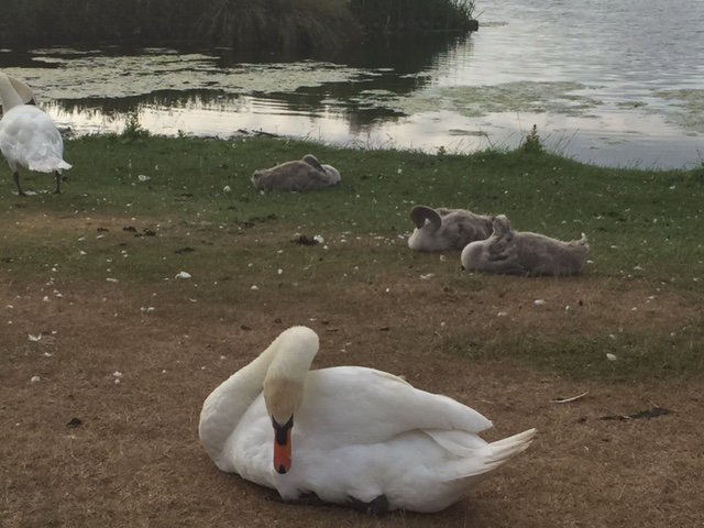 Bushy Park oh Bushy Park, thank you for your endless calm and fuel for my soul. I've just put new tyres on my bike for all the miles