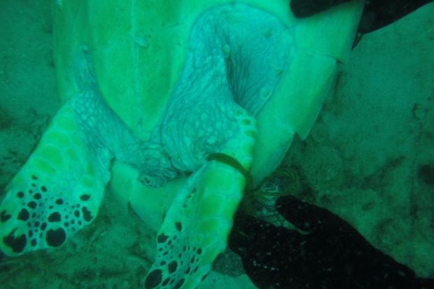 staronline's tweet photo. Carcass of endangered turtle found tied to rock
https://t.co/jtEP8FOVpI https://t.co/utqppoPDaS
